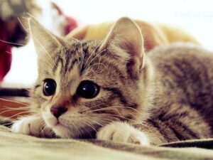 cutecat