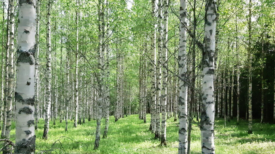 Kuvassa keväinen koivumetsä. Kuvituskuva.