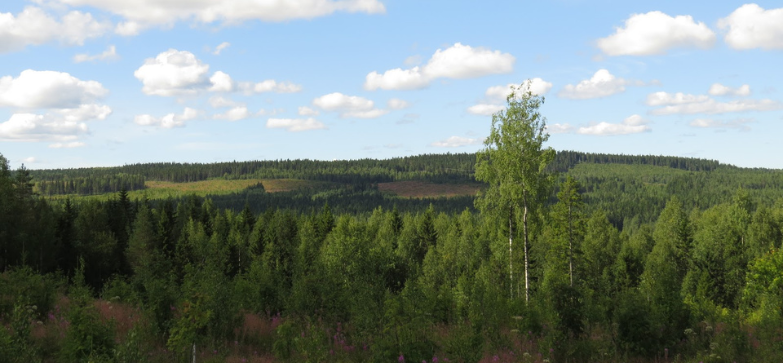 Metsäinen maisema Naulavaaralta