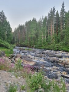 Sapsokosken kuohut