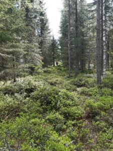 Sipisen metsämaisemaa