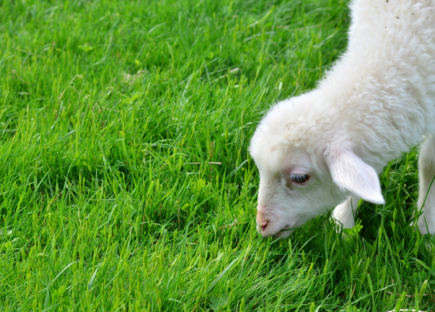 Lammas syömässä vihreää ruohoa