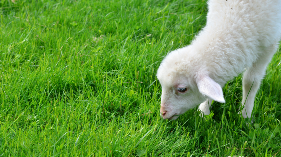 Lammas syömässä vihreää ruohoa