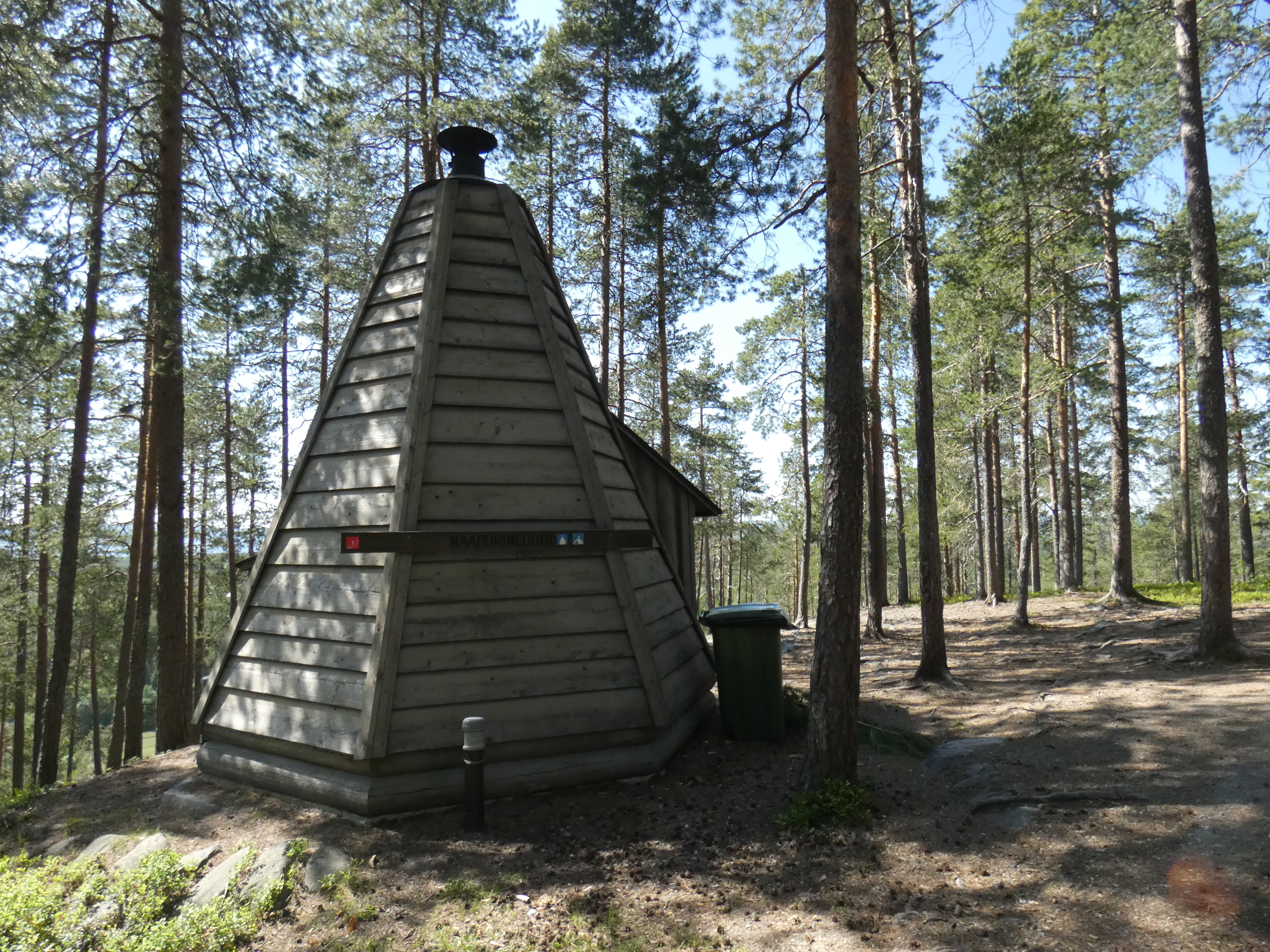 Kota mäntymetsässä.