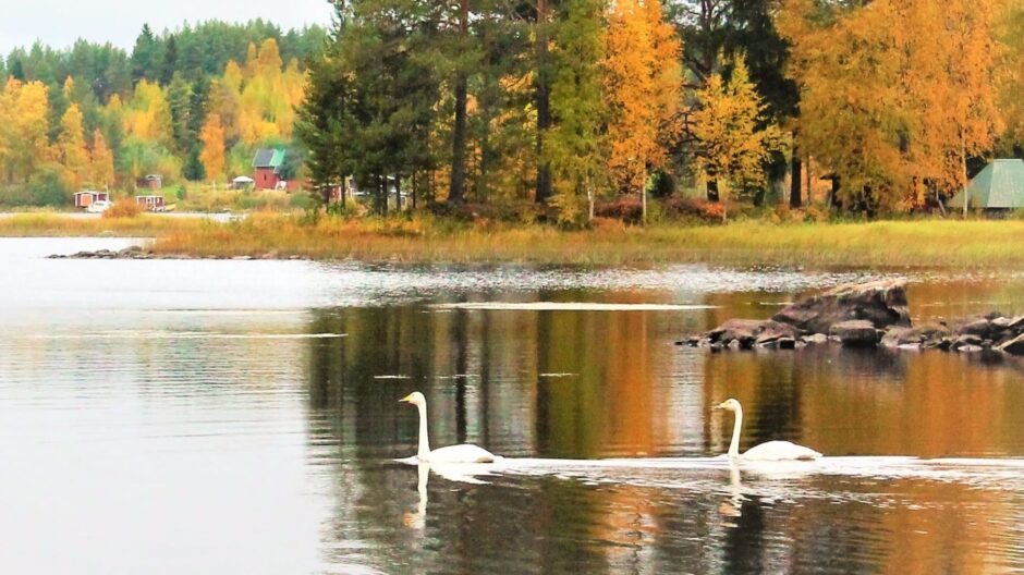 Syksyinen järvimaisema. Joutsenet uivat järvessä.