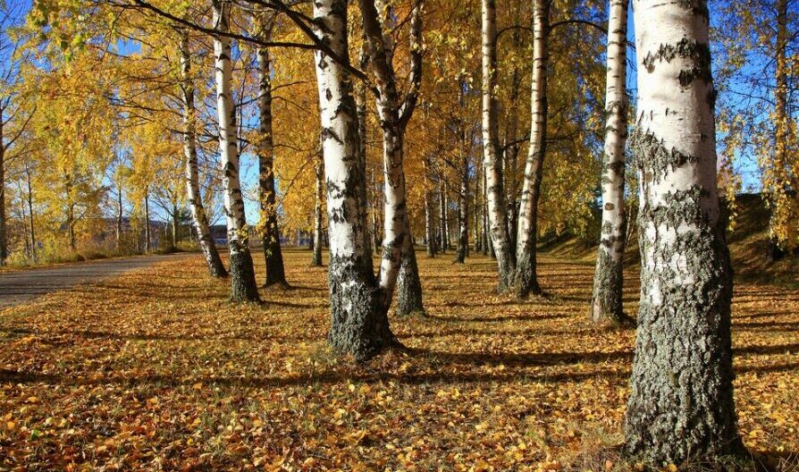 Kuvassa koivuja ruskamaisemassa ja syksyisiä lehtiä maassa