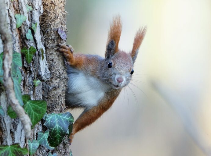 Orava kurkistaa puun rungon takaa.