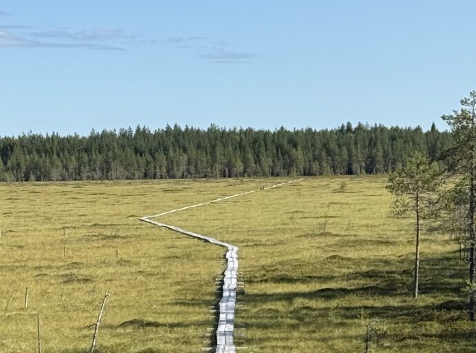 Taidepitkospuut suoluonnon keskellä Heinämäellä.