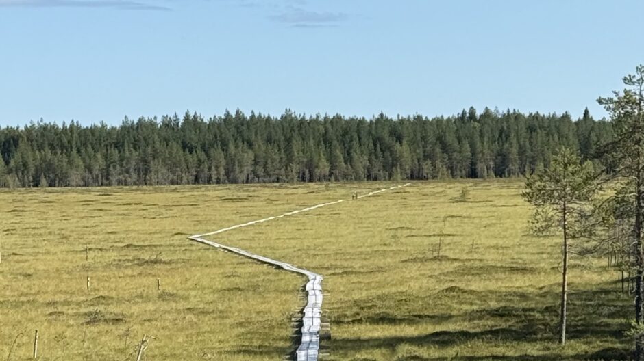 Taidepitkospuut suoluonnon keskellä Heinämäellä.
