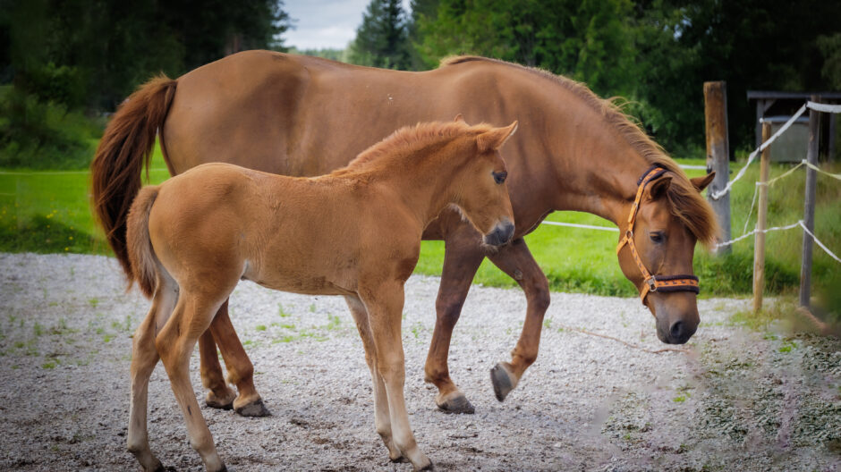 Kaksi hevosta, joista toinen on varsa.