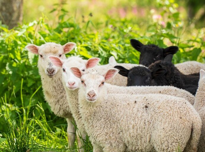 Heinämäen lampaat Syntiniemessä kesällä 2025